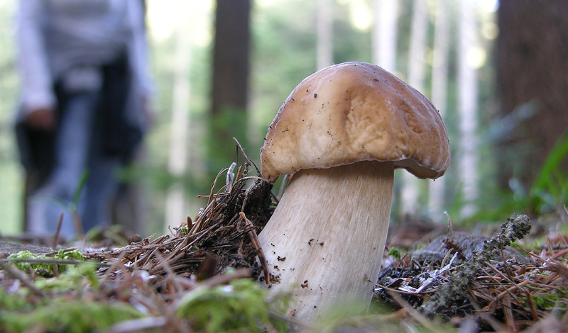 Boletus si Boletus no....